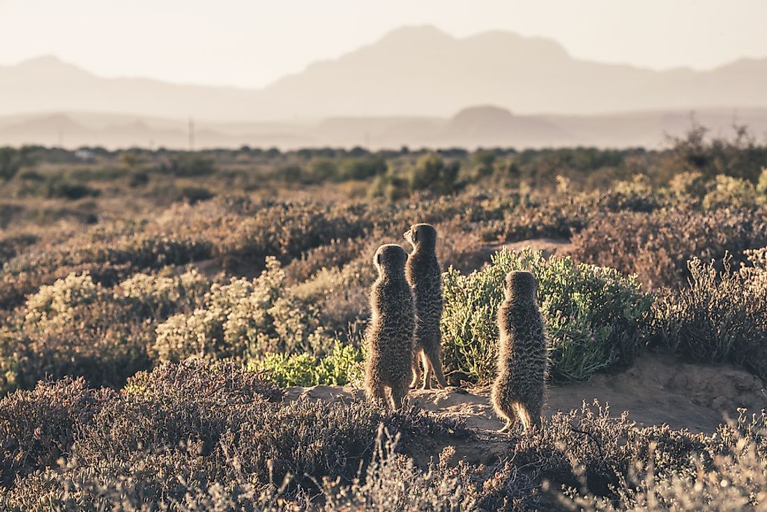 The Karoo is home to a variety of big and small animal species. 