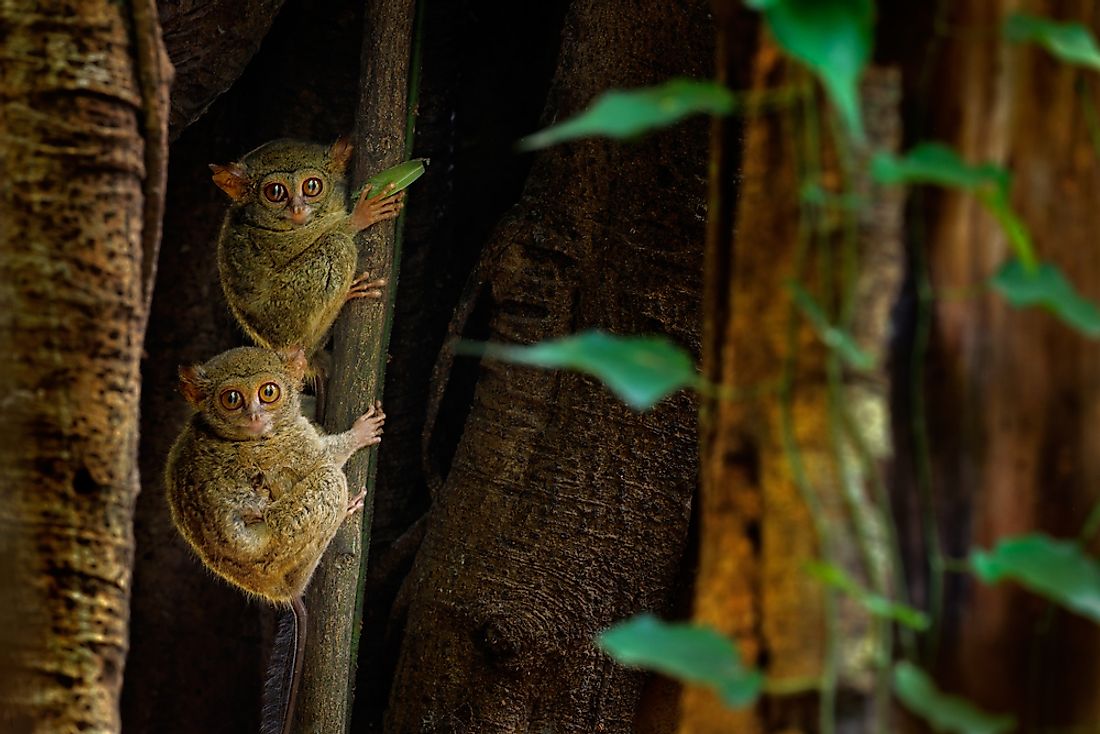 Tarsiers are nocturnal primates that use their large eyes to hunt at night. 