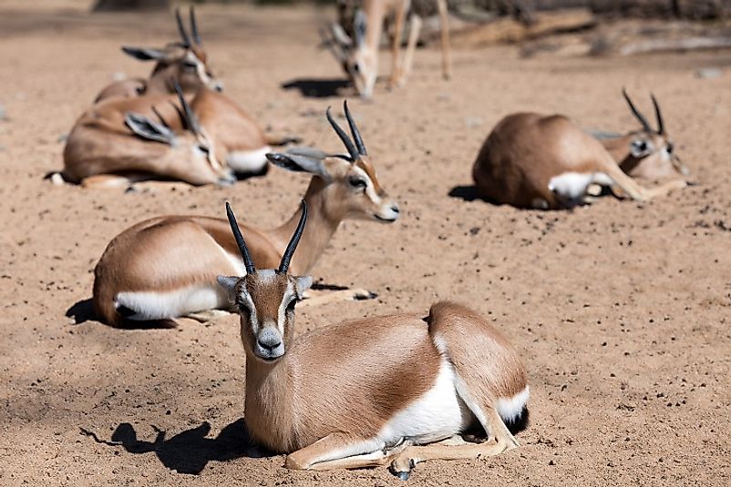 Gazelles rest in the sands of the Yemeni portion of the Arabian Desert.
