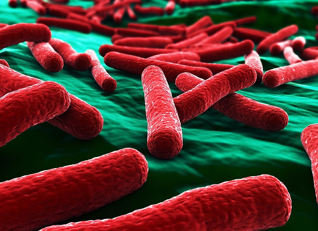 A close-up of E-Coli bacteria. 