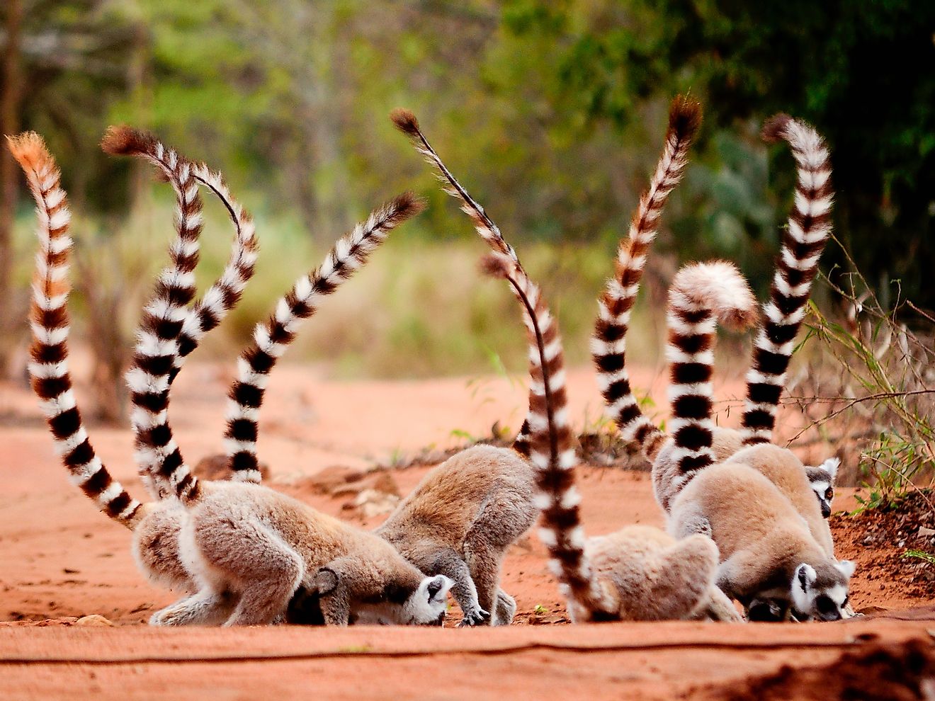 Ringtailed lemur eating soil in Berenty Reserve, Madagascar