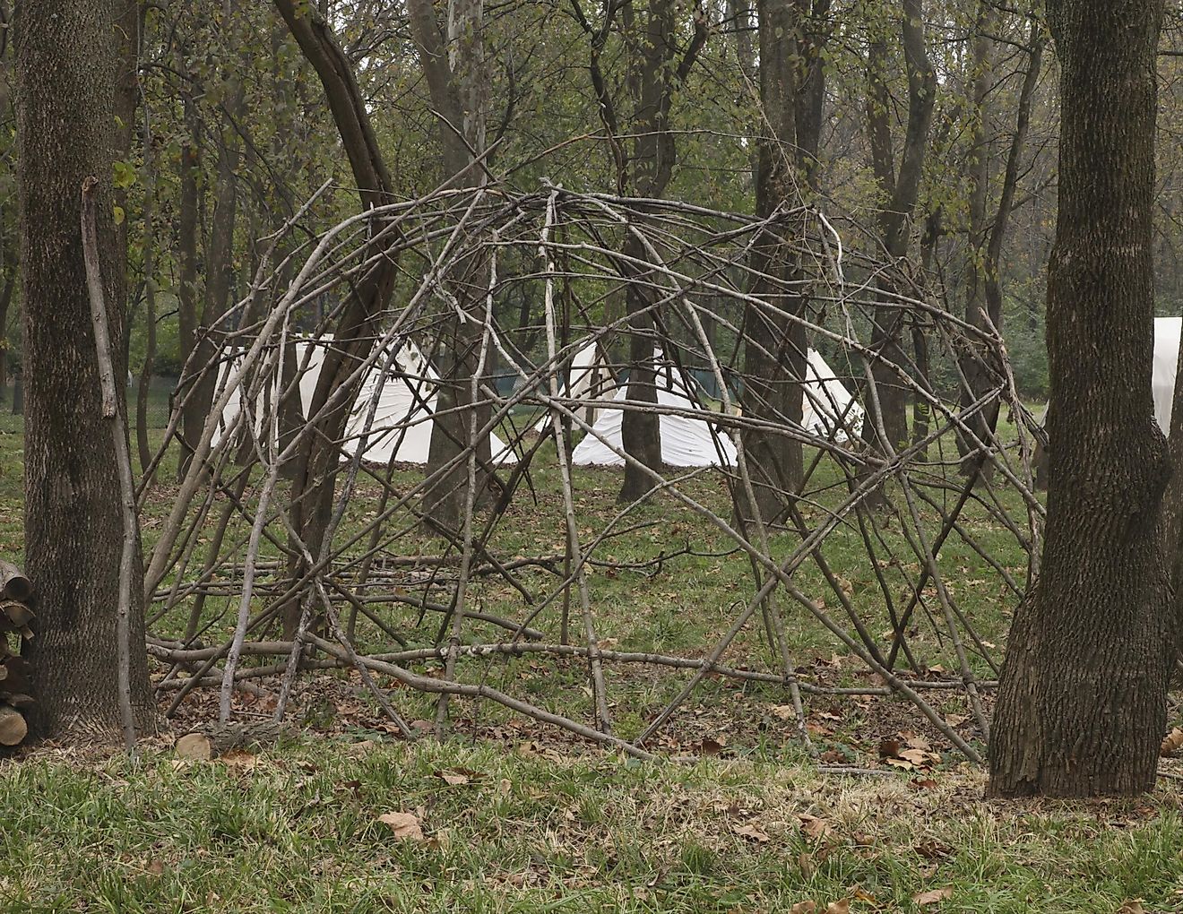 Uncovered frame of a wickiup, similar to the ones the Chemehuevi traditionally lived in.