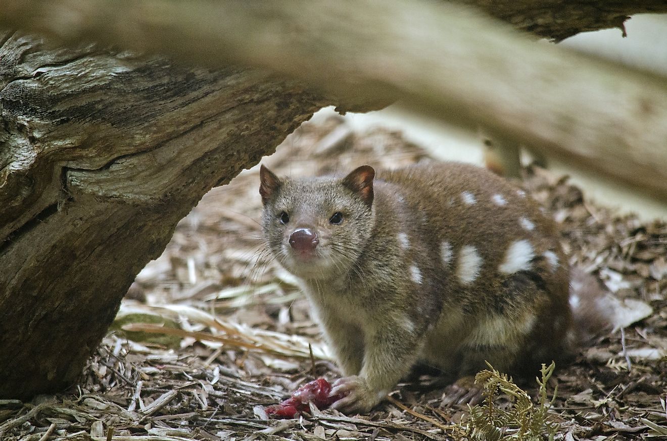 A quoll feeding on meat. Image credit: Usan Flashman/Shutterstock.com