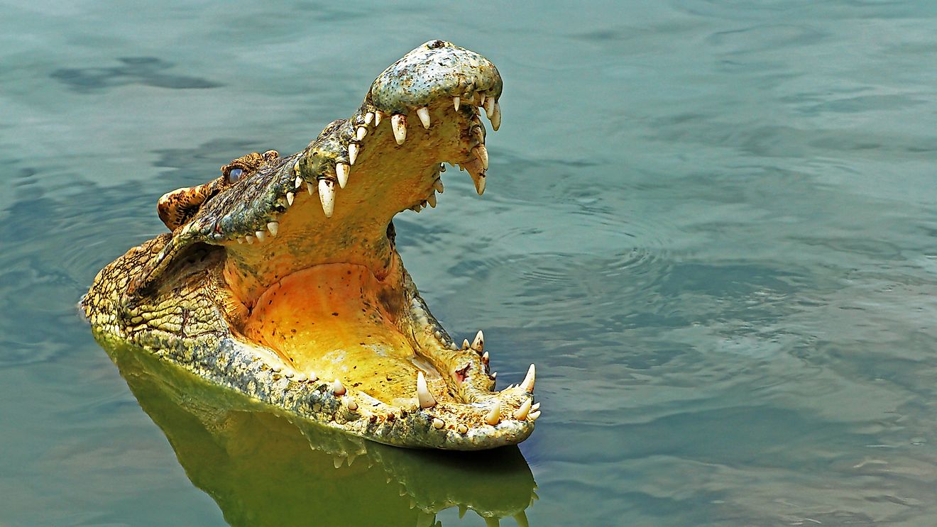 Crocodiles are apex predators in their ecosystem.