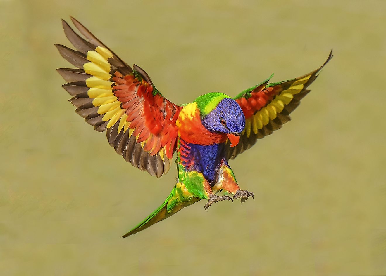 Rainbow lorikeets are aptly named for their bright colours. Image credit: On the Wing Photography/Shutterstock.com