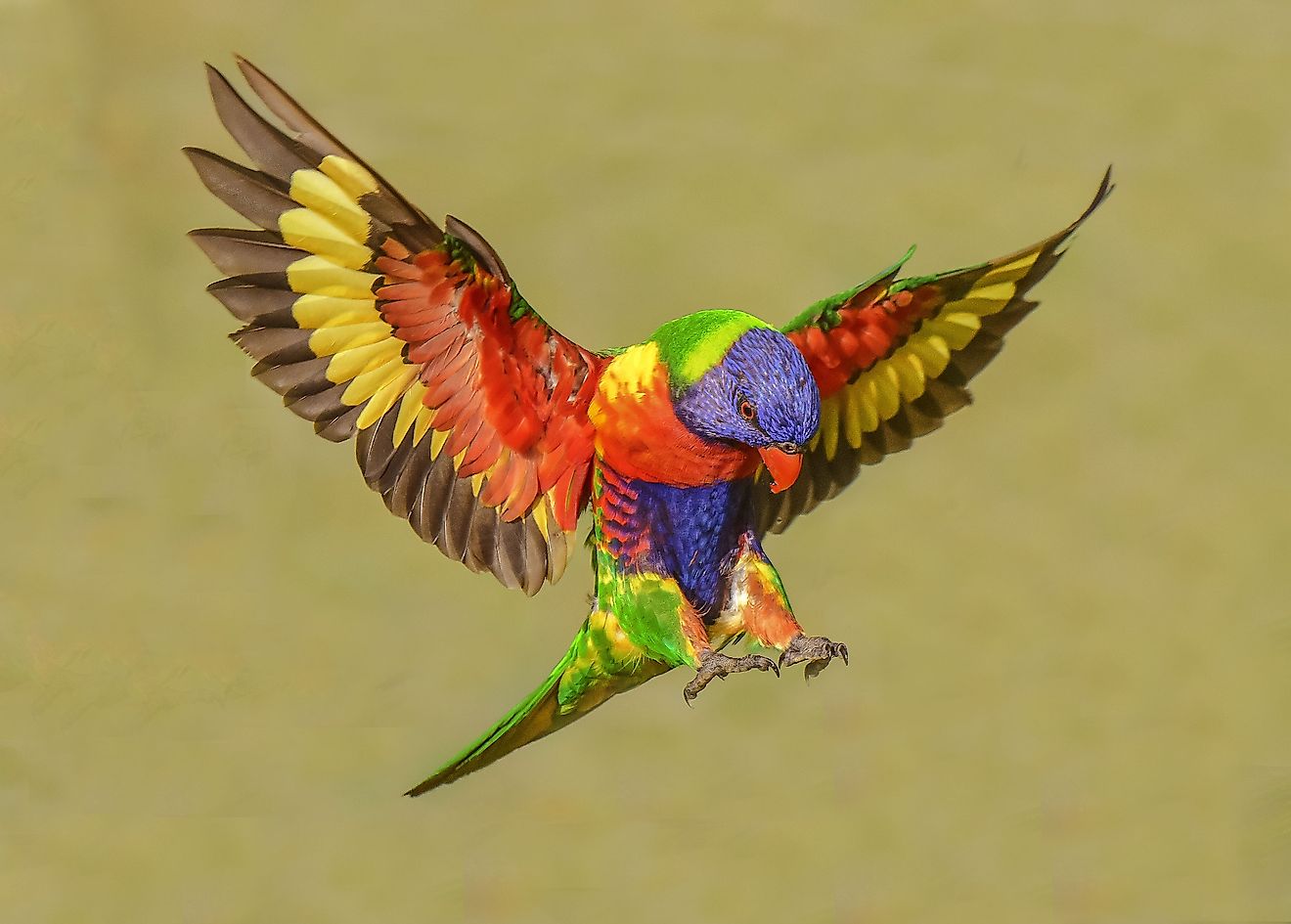 Rainbow Lorikeets