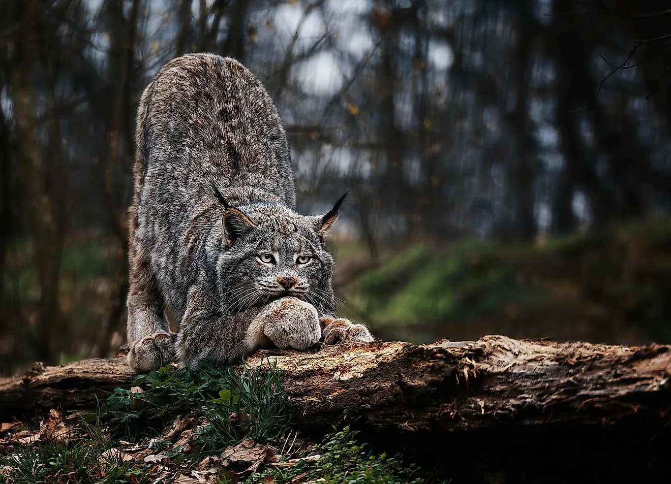 The Canadian Lynx. Credit: Ondrej Chvatal/Shutterstock.com
