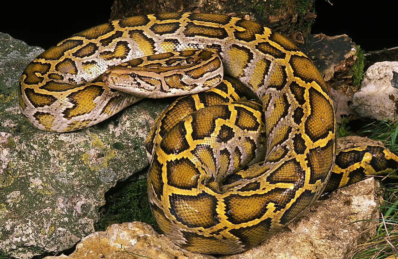 An Indian python (Python molurus). 