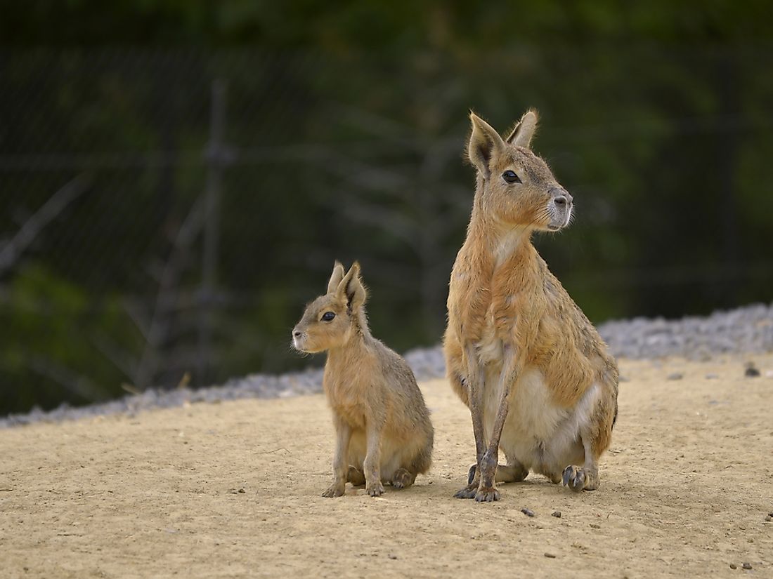 The Patagonian mara is a large rodent species that is often said to look like a cross between a rabbit and a deer.