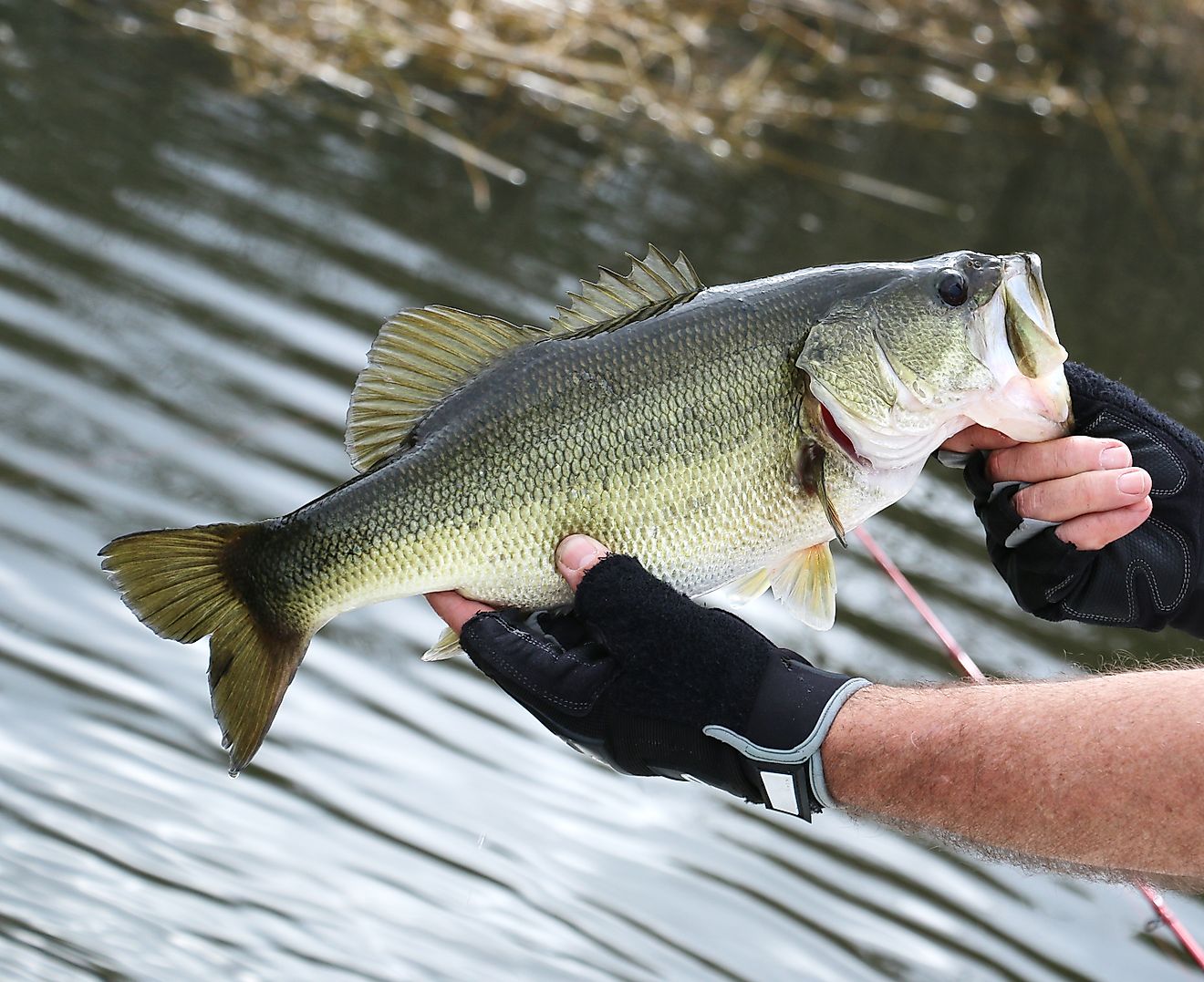 a fisherman holding up a large mouth bass