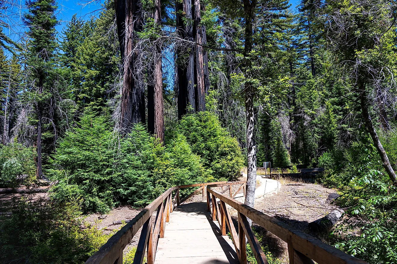 A scenic wooden footbridge in Big Basin Redwoods State Park, California