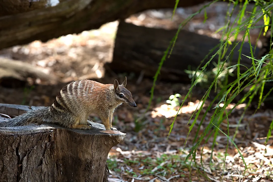 A numbat is an example of an animal whose name begins with the letter N.