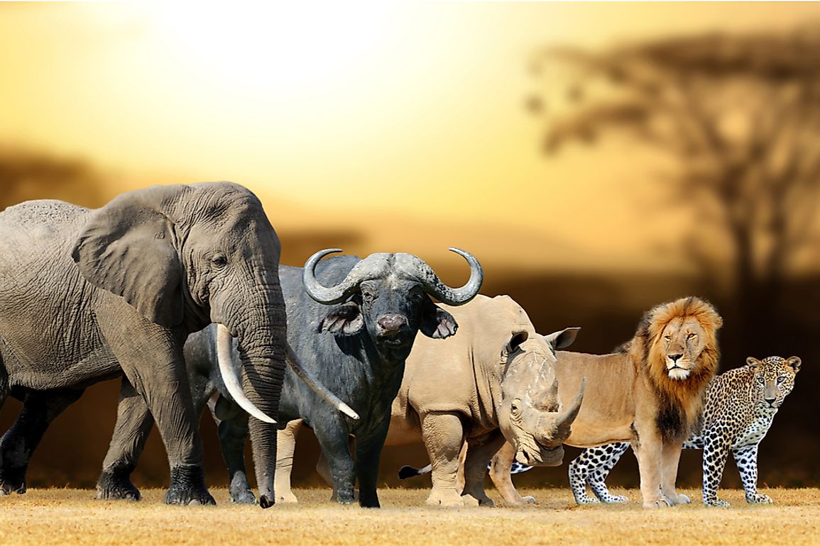The Big Five animals of Africa: the African Elephant, Cape buffalo​, black rhinoceros​, African lion, and African leopard.