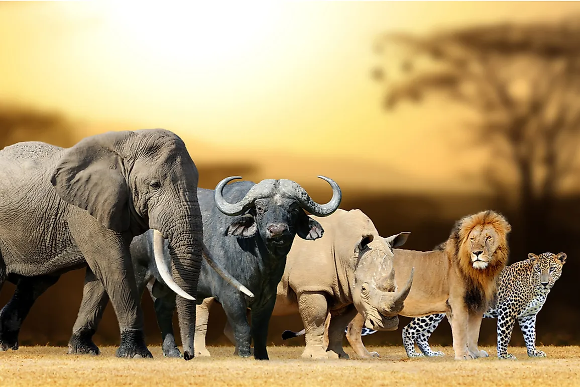 big 5 african safari animals