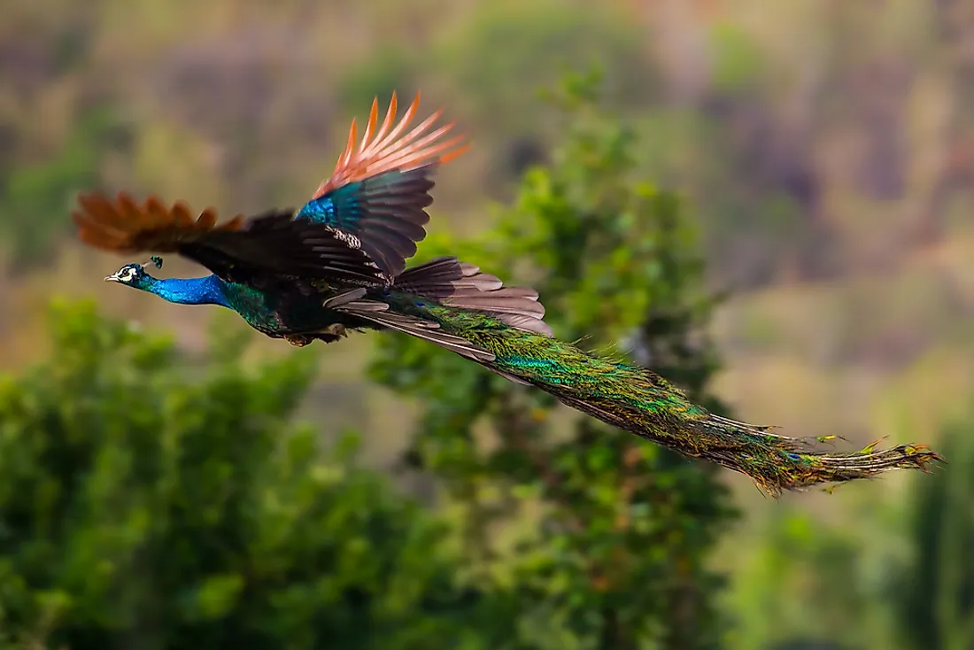 male peacocks