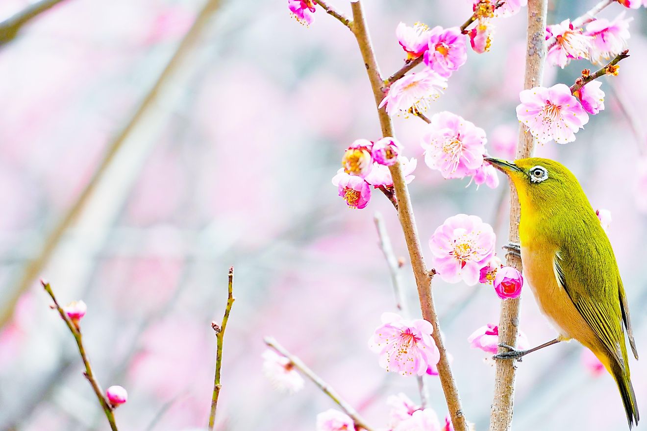 Japanese white-eye.
