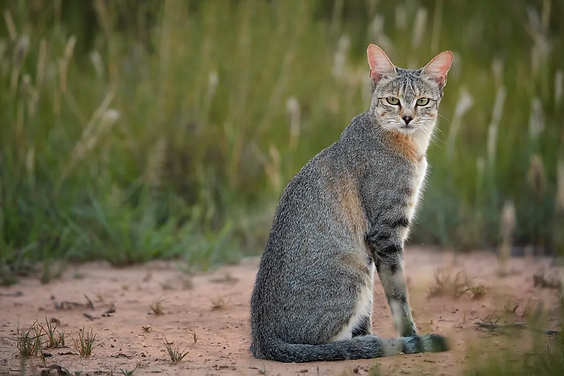 An African wildcat. 