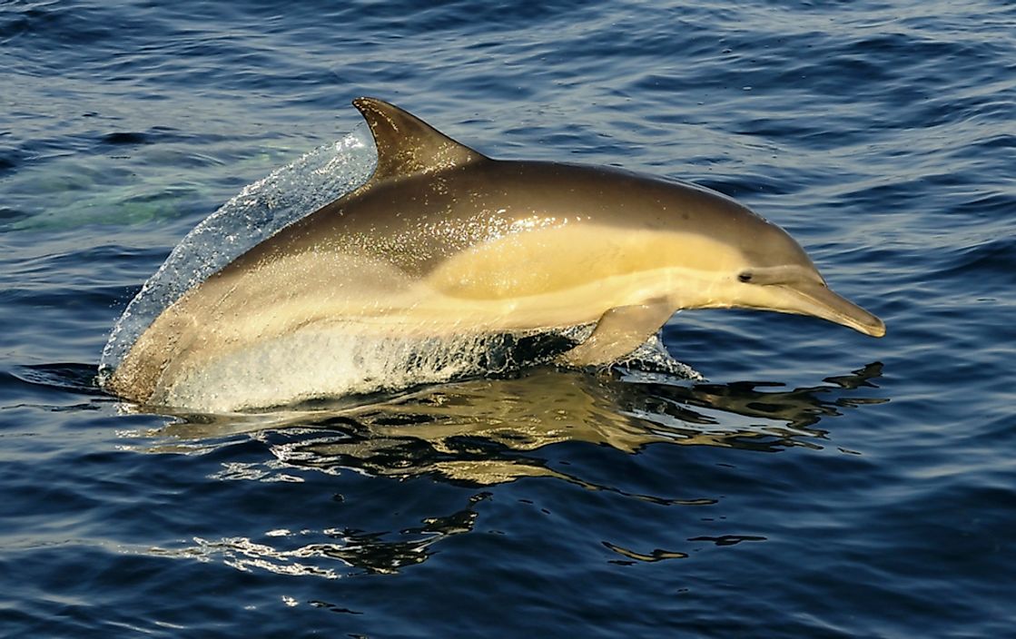 A white-beaked dolphin. 