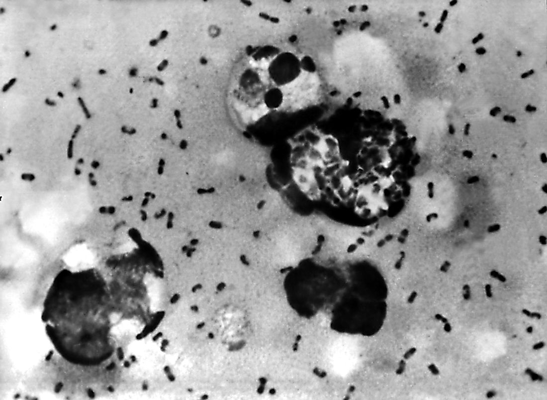 The bacteria yersinia pestis was responsible for the Bubonic Plague, or the Black Plague. 
