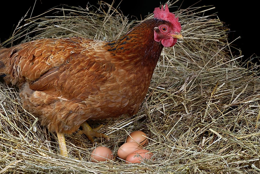 A hen with eggs. 