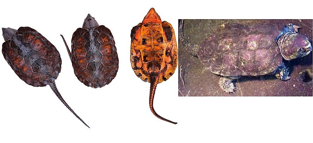 Endangered Big-Headed Turtles of the Xi River.