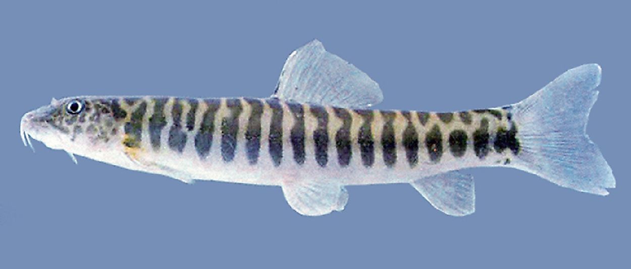 A Tana Lake Stone Loach.