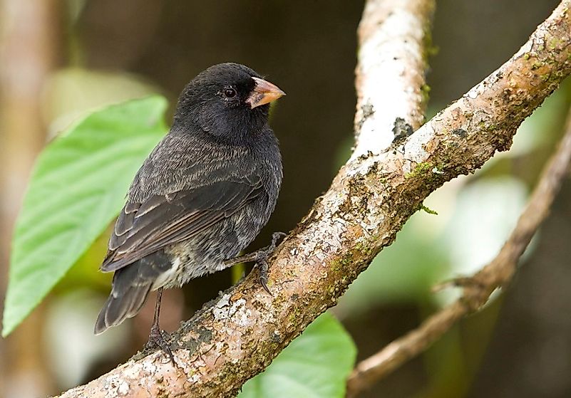 A black variety of Galapagos Finch.