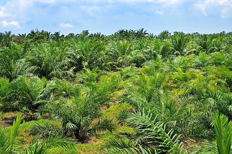 Thousands of acres of rainforests are often cleared at a time to make way for monocultural oil palm plantations such as the one pictured above.