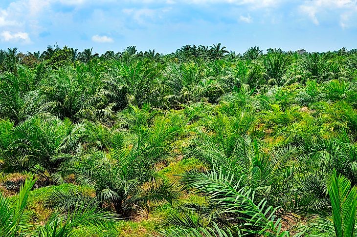 Thousands of acres of rainforests are often cleared at a time to make way for monocultural oil palm plantations such as the one pictured above.