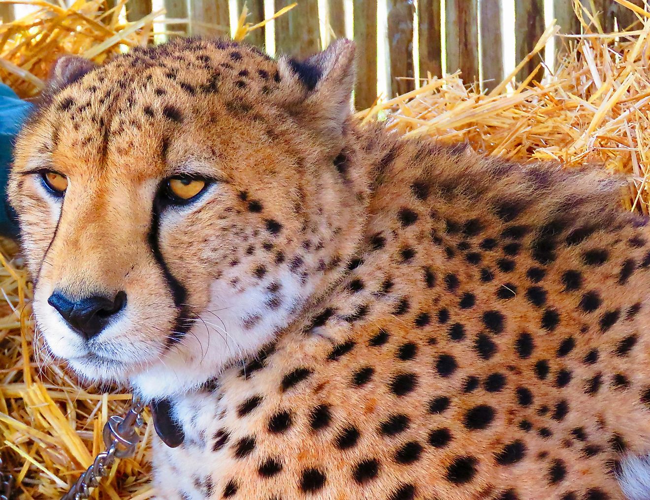 A cheetah at Cheetah Outreach used as an ambassador for educational purposes. Photo credit: Arijit Nag.