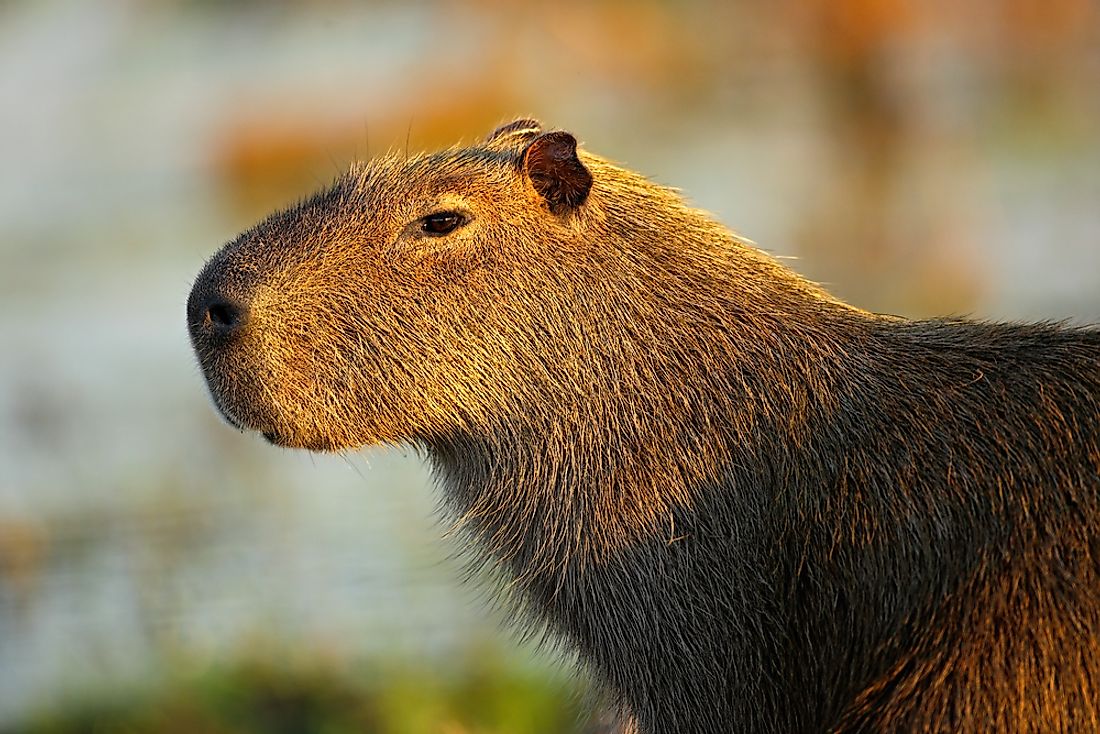 Capybaras are nocturnal animals found in South America. 