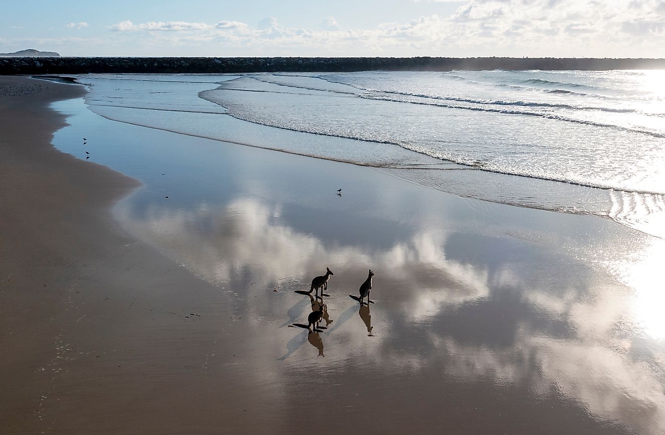 Kangaroos on the beach at Yamba, New South Wales.
