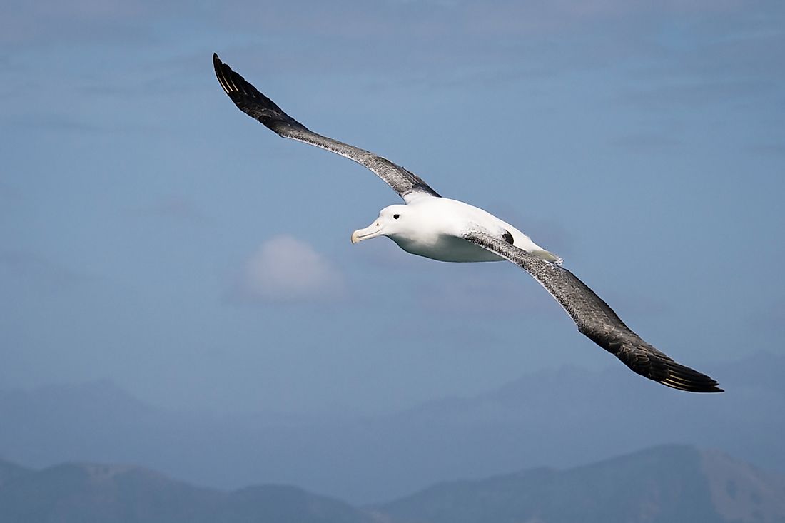 A wandering albatross soaring through the sky. 