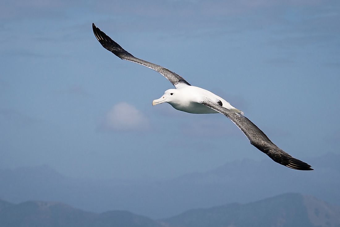 wandering albatross facts