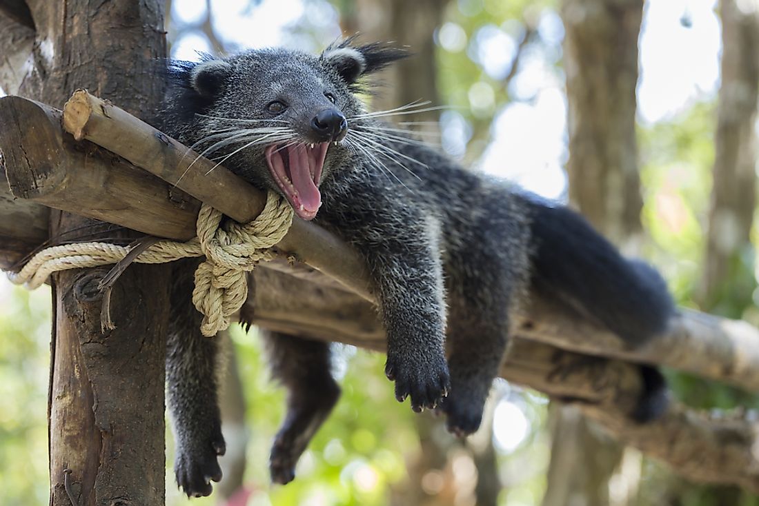 A bearcat (or "Binturong") taking it easy. Bearcats are a Vulnerable species traditionally native throughout much of Southeast Asia.