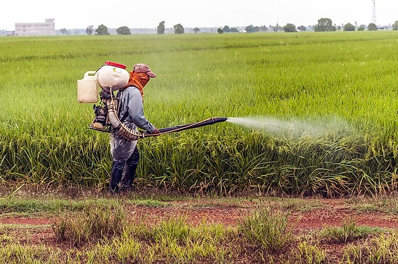 An Asian farmer uses a backpack sprayer to apply pesticide to his rice paddy field.
