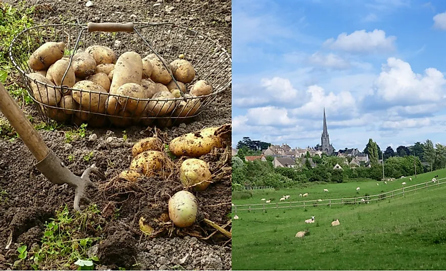 In addition to new technology, the introduction of potatoes and the fencing off of pasture both dramatically changed Scottish agriculture.