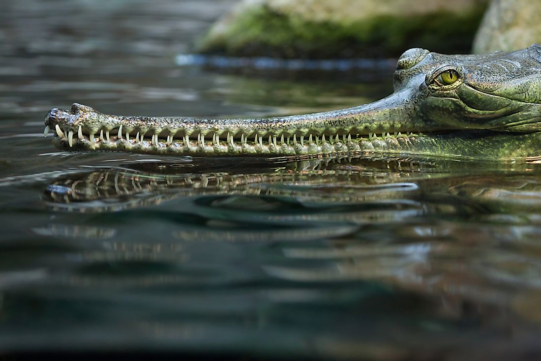 The gharial is a critically endangered species. 