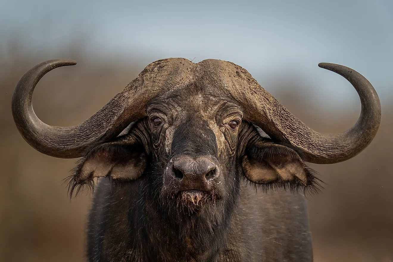 Close-up of a standing Cape buffalo. 
