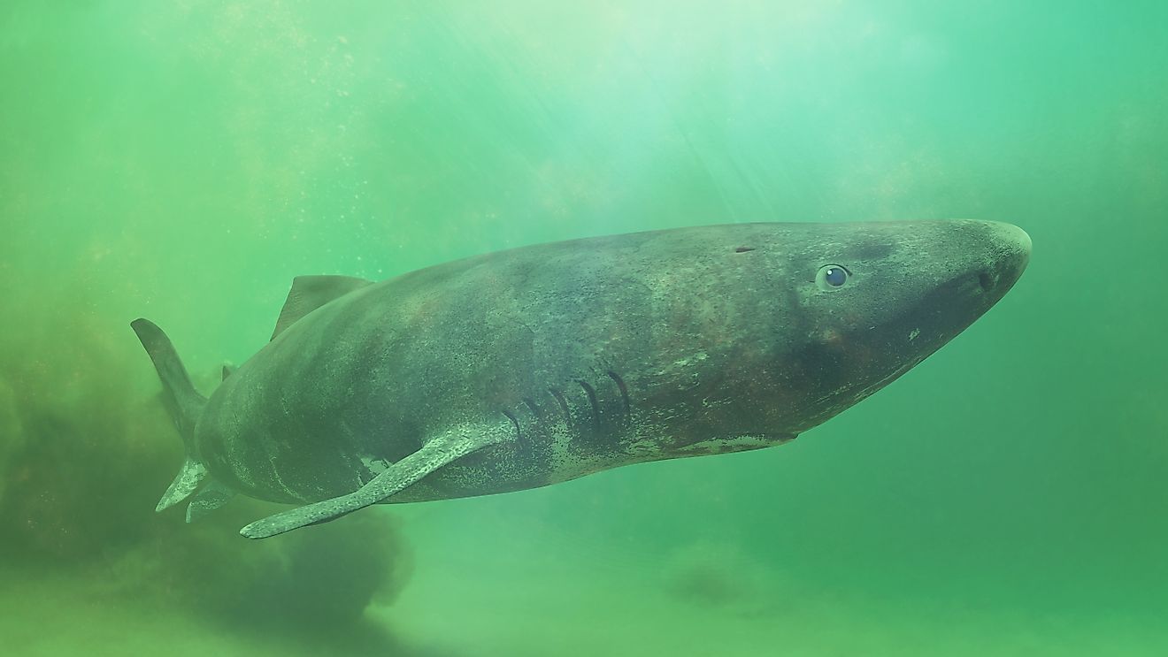 A Greenland shark near the ocean floor.