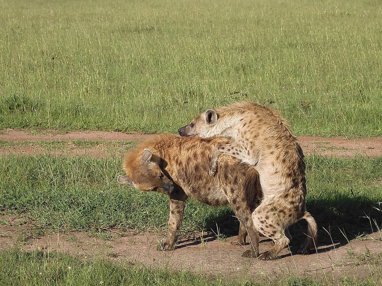 Spotted hyena (Crocuta crocuta) mating. Image credit: Regina Hart from Industry, United States/Wikimedia.org