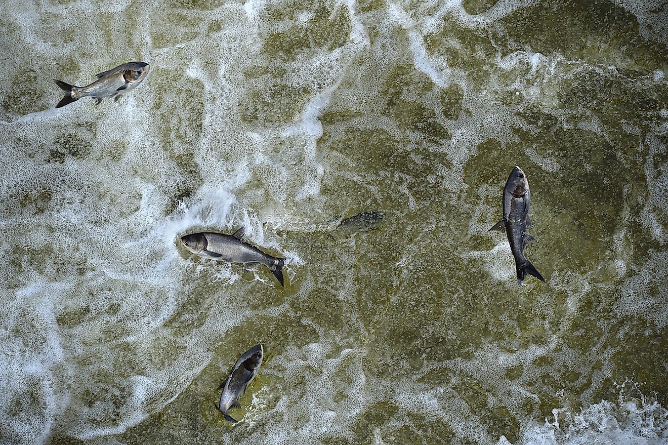 Invasive Asian carp in the tailwaters of Bagnell Dam on the Osage River that makes the lake of the Ozarks. Image credit: Gino Santa Maria/Shutterstock.com