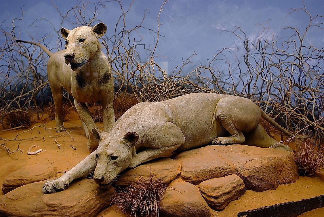The Tsavo Man-Eaters on display in the Field Museum of Natural History in Chicago, Illinois.