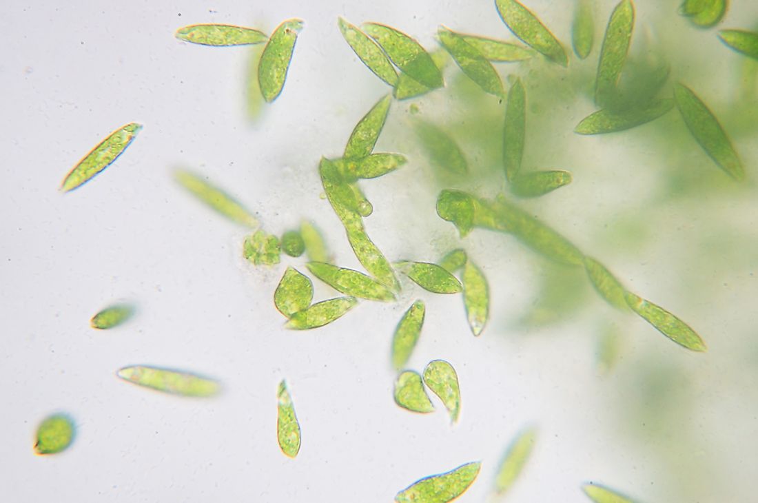 Euglena, a genus of single-celled flagellate Eurkaryotes. 