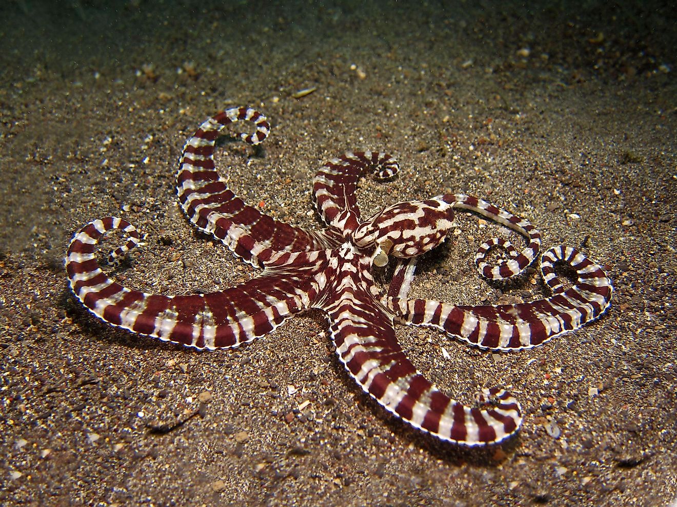 This octopus species discovered in Indonesia not only can change its color, but it can also change its behavior and movement patterns!