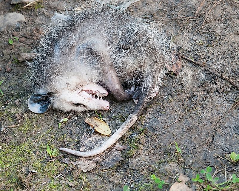 A North American Opossum characteristically "playing opossum" (i.e. feigning death).