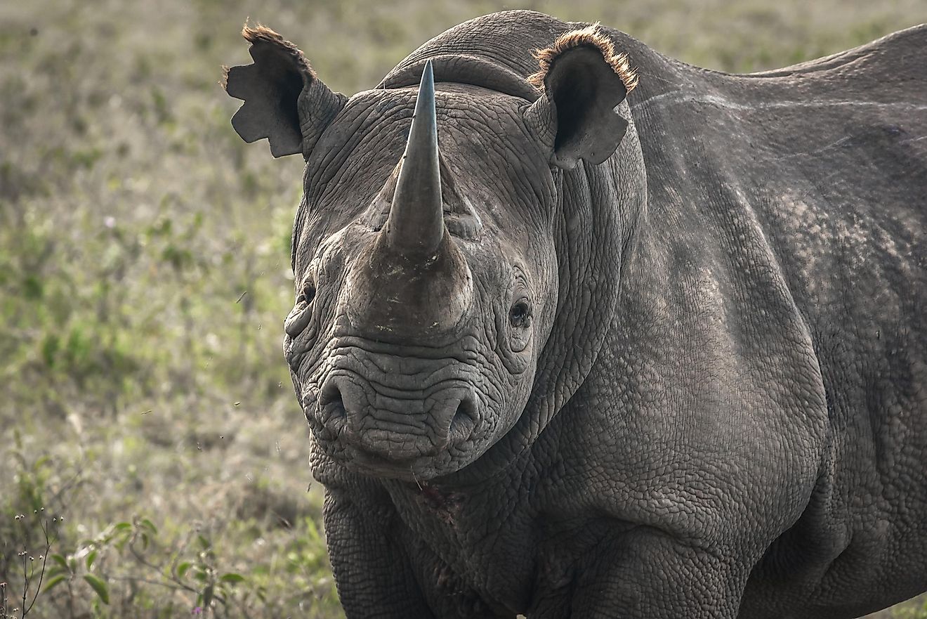 A black rhino, one of Namibia's most notable animals.