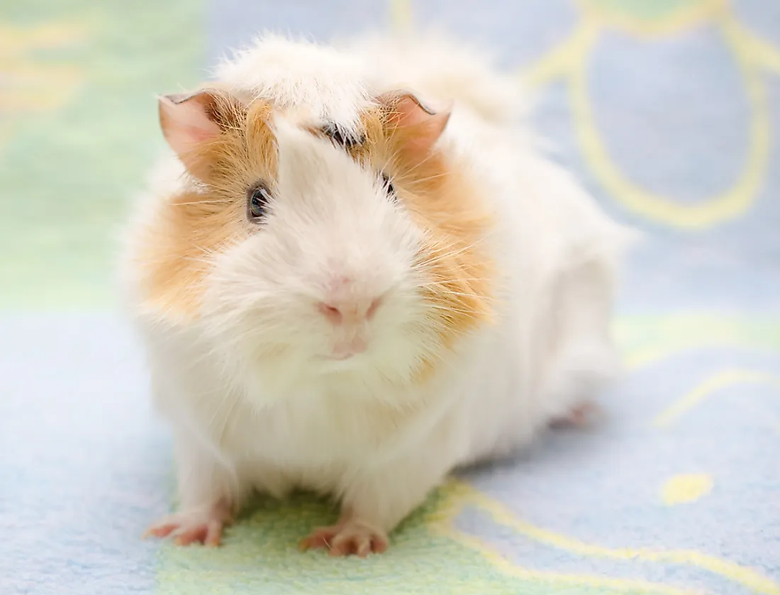 Abyssinian is one of the most popular breeds of guinea pigs. 