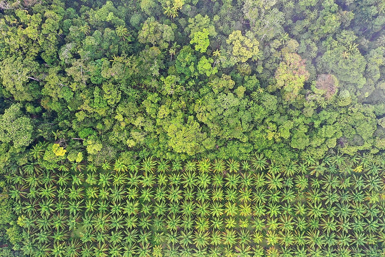 Palm oil plantation at rainforest edge in Malaysia. Image credit: Rich Carey/Shutterstock.com