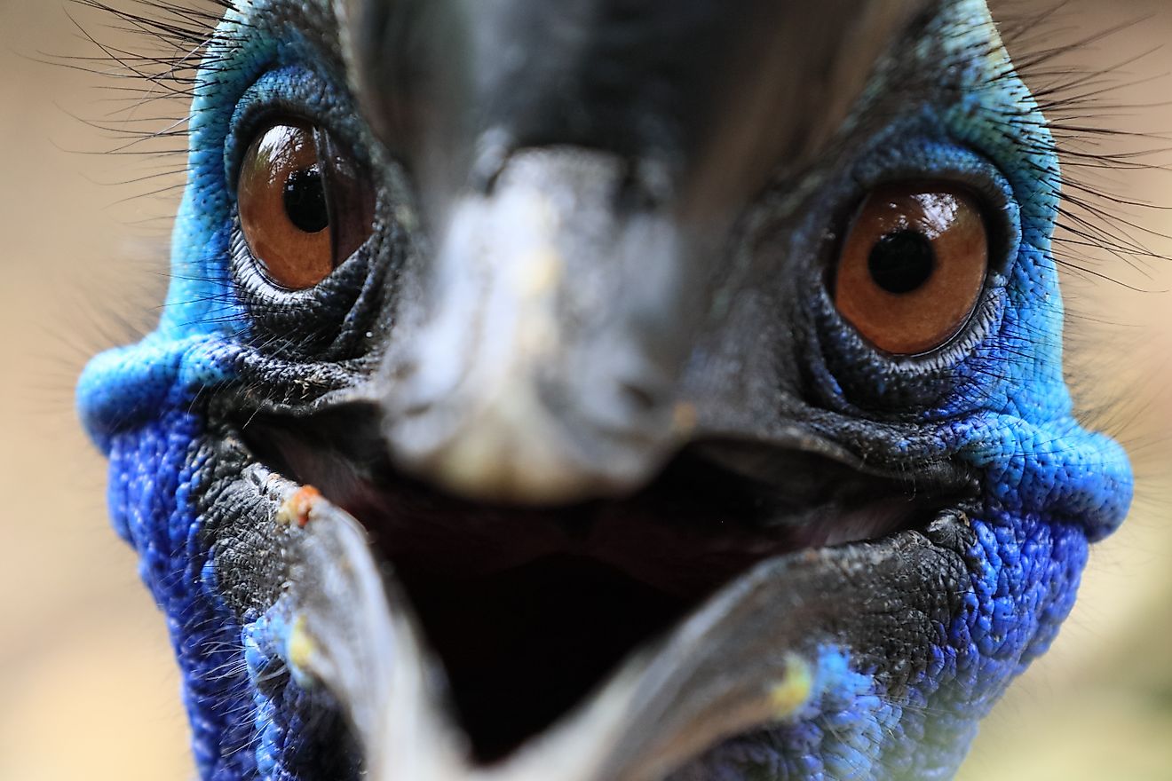 Close up face of beautiful Cassowary Bird